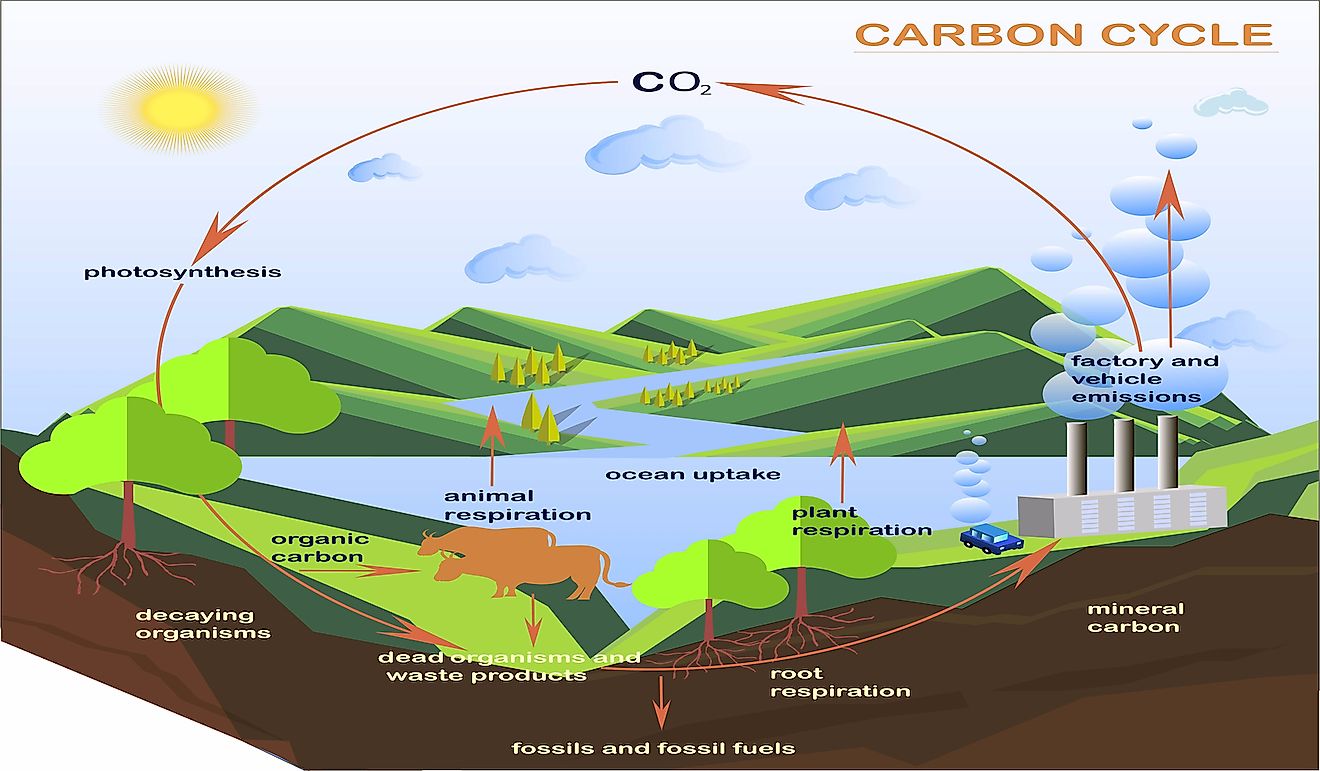 carbon dioxide travel through