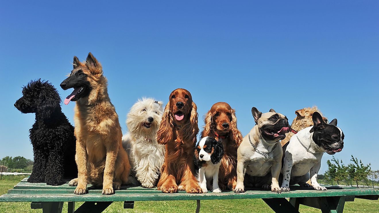 10 Countries In The European Union With The Most Dogs