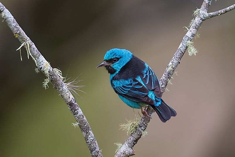 Native Birds Of Costa Rica