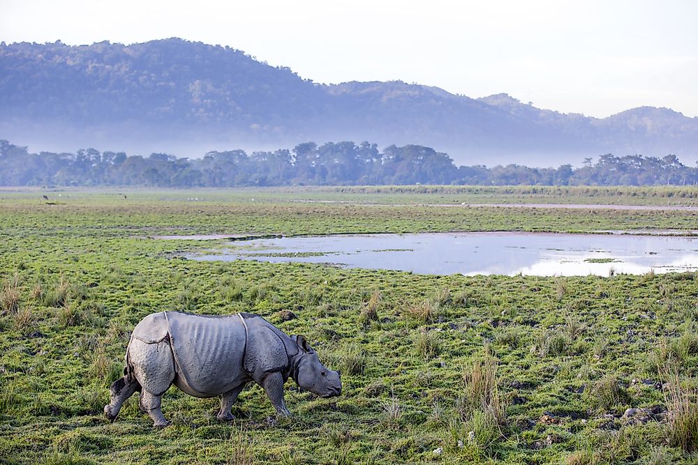 Where Do Rhinos Live?