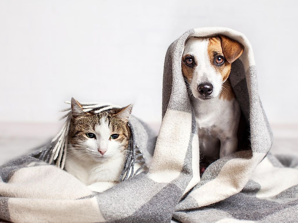 Best Ways To Care For Pets During The Coronavirus