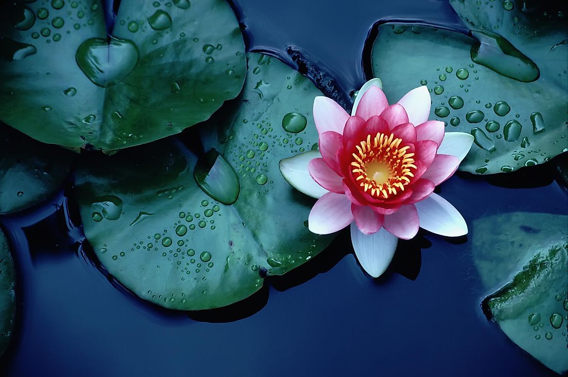 10 Most Important Flowers In Chinese Tradition