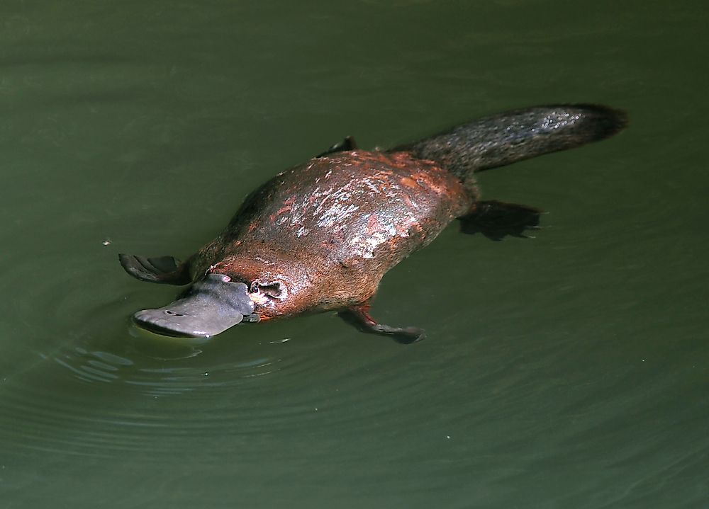 Is a Platypus a Mammal?