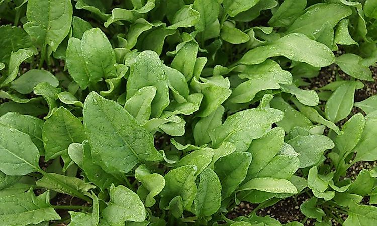 World Leaders In Spinach Production