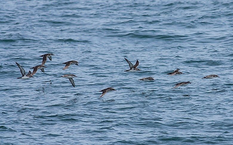 Native Birds Of Libya
