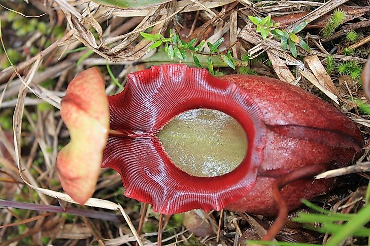 Native Plants Of Malaysia
