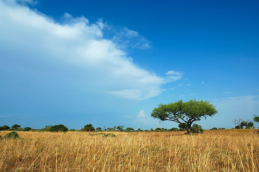 The Wonders Of The Nine National Parks Of Cameroon