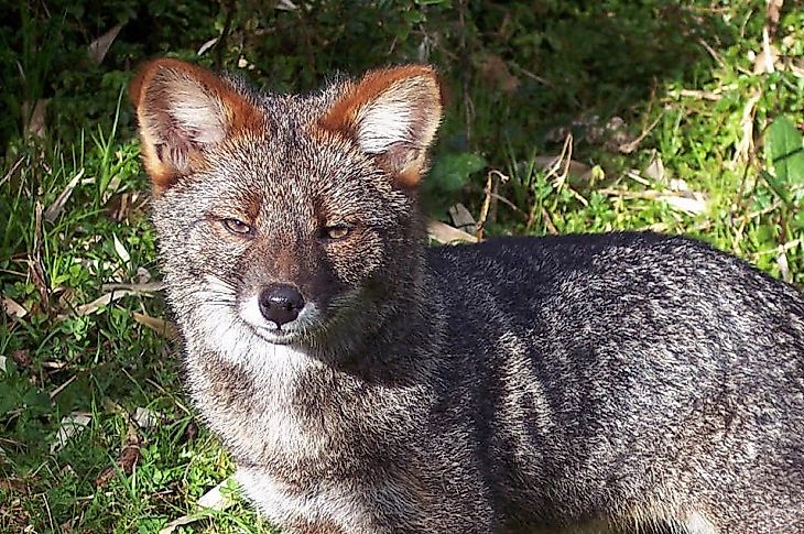 Chile's Most Endangered Mammals