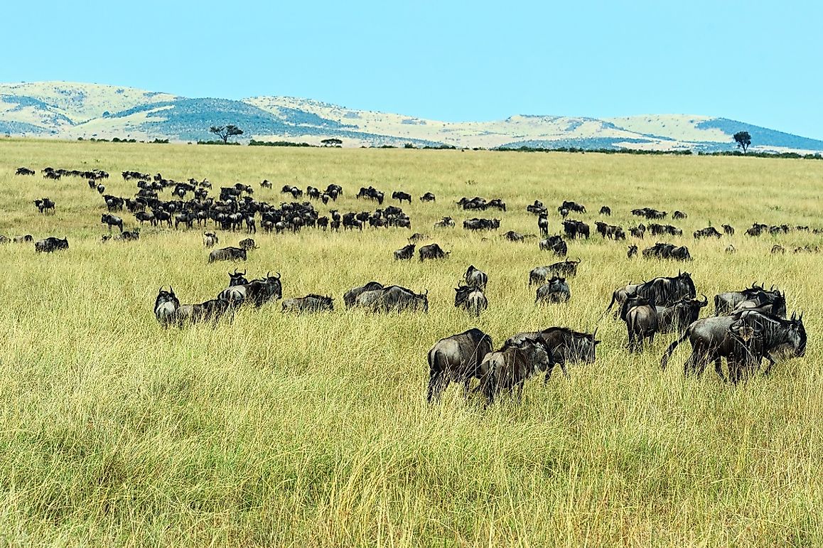 Image result for Serengeti National Park