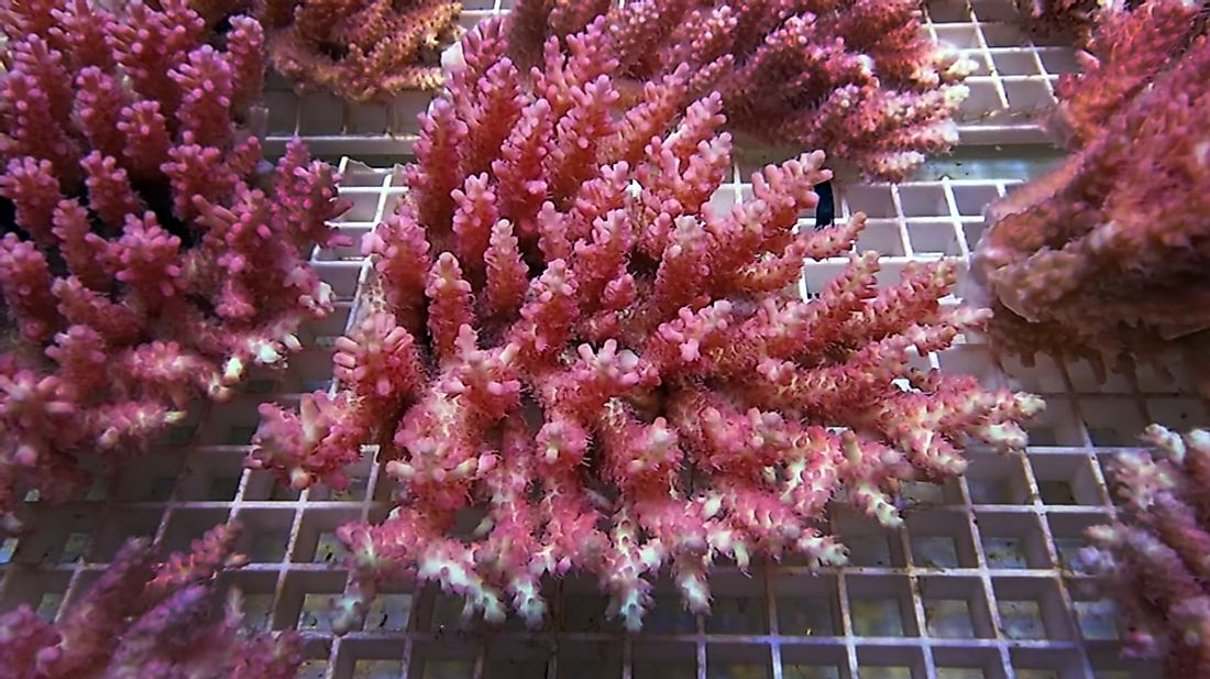 What Is The Significance Of Aquaculture Of Coral?