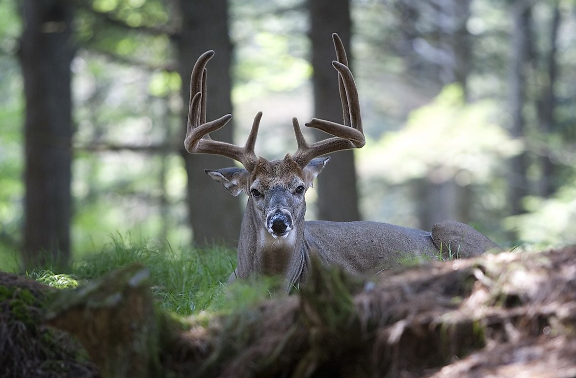 White-Tailed Deer Facts: Animals of North America
