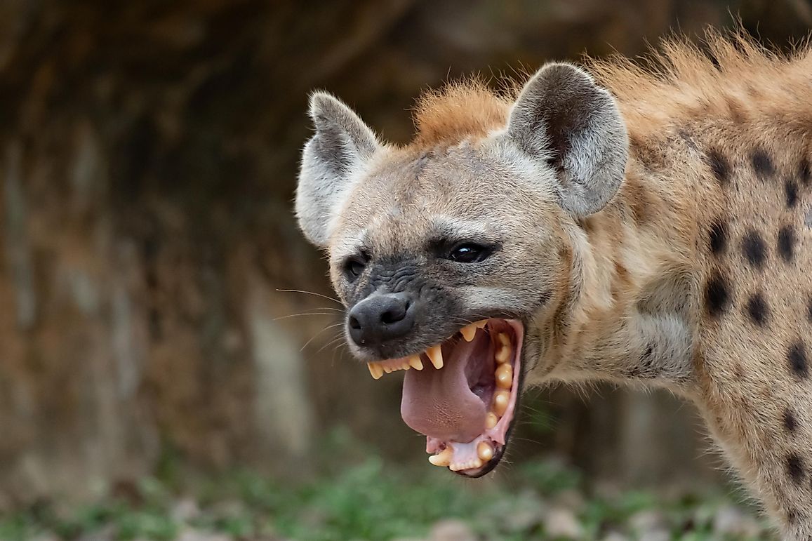 Can Hyenas Change Their Gender?