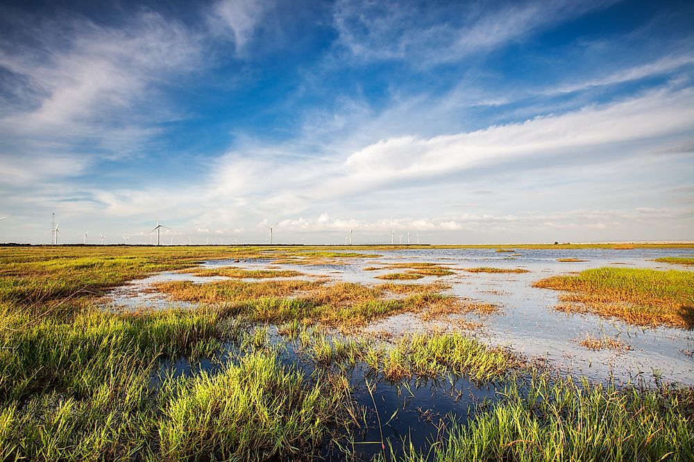 What Is A Wetland?