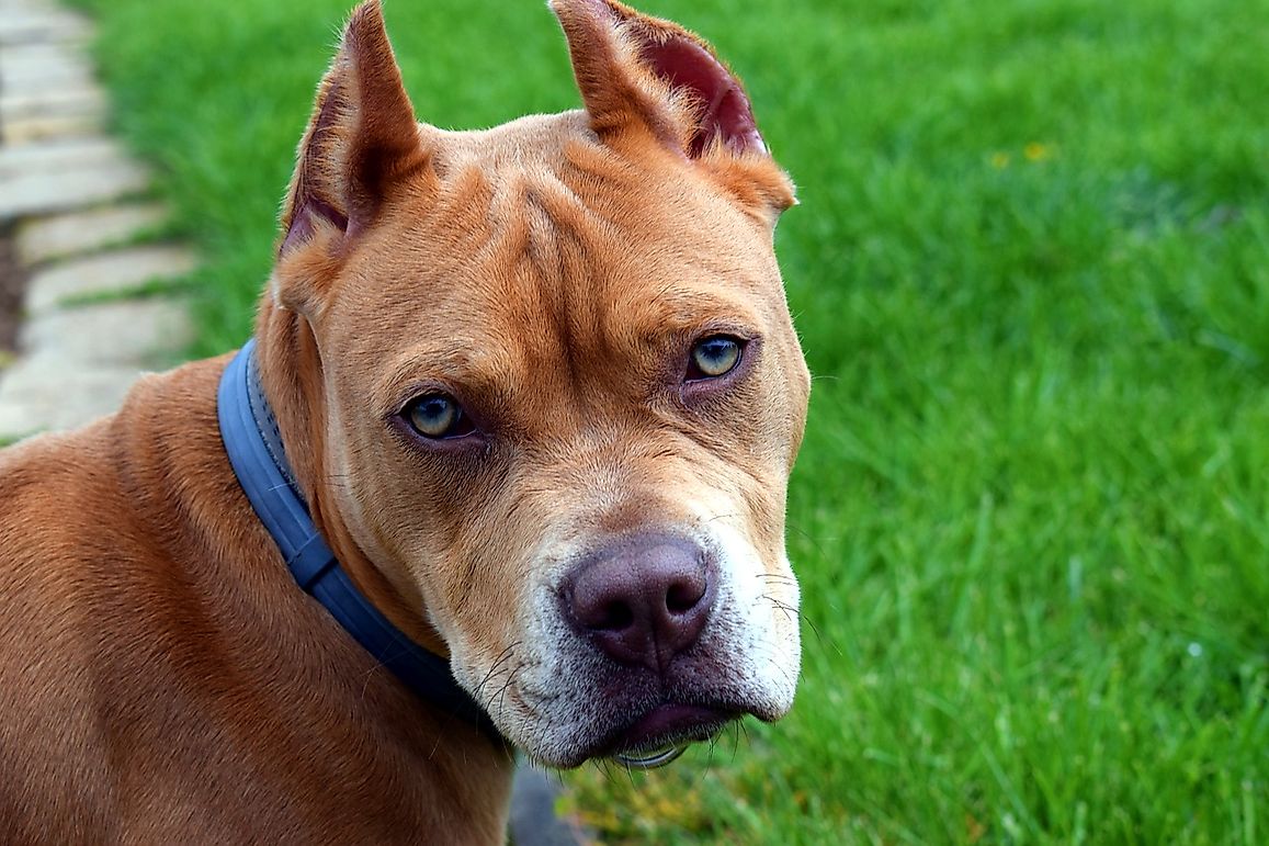 10 Myths And Facts About Owning A Pitbull