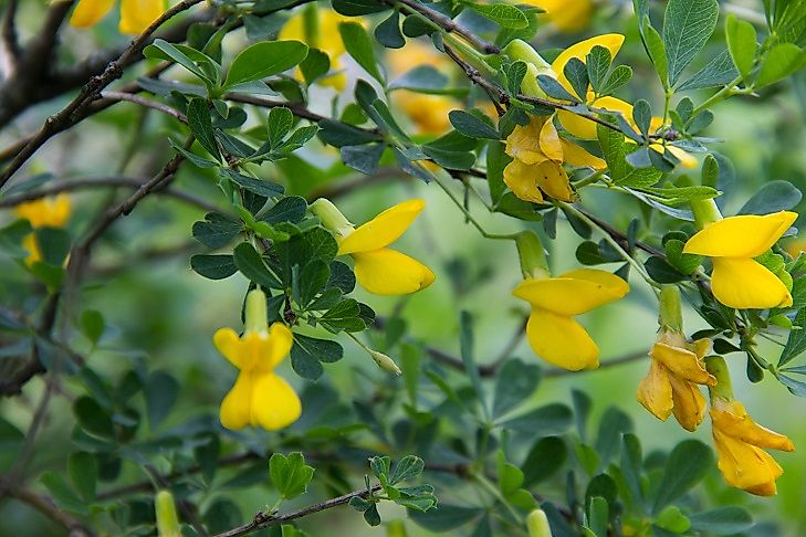 Native Plants Of Mongolia