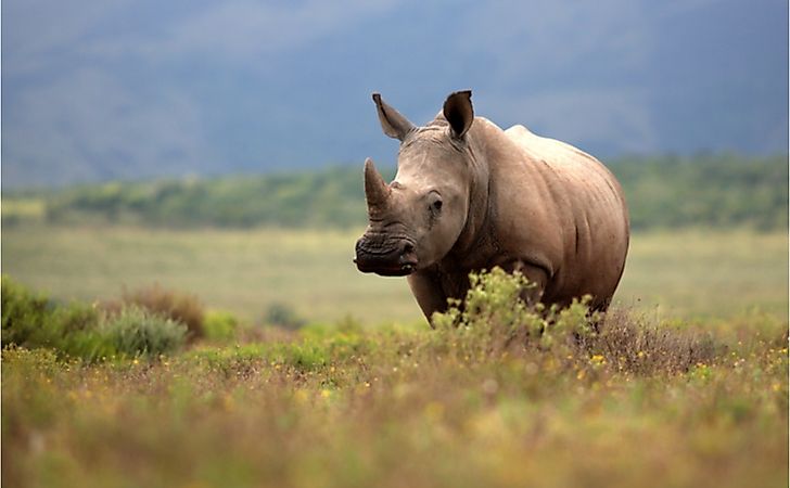 Where Do White Rhinos Live?