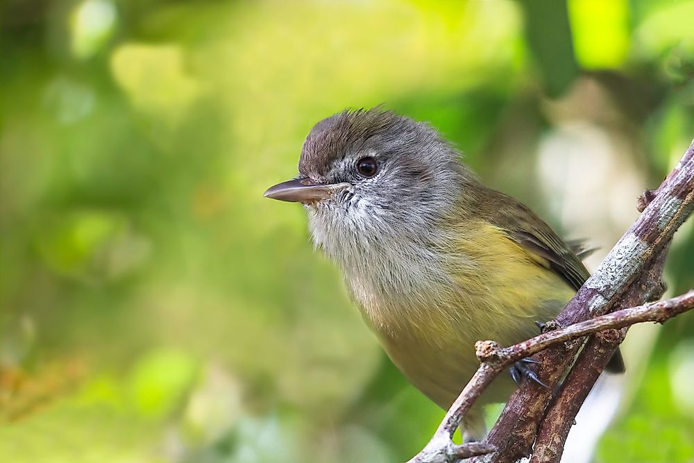 Endemic Birds of Puerto Rico