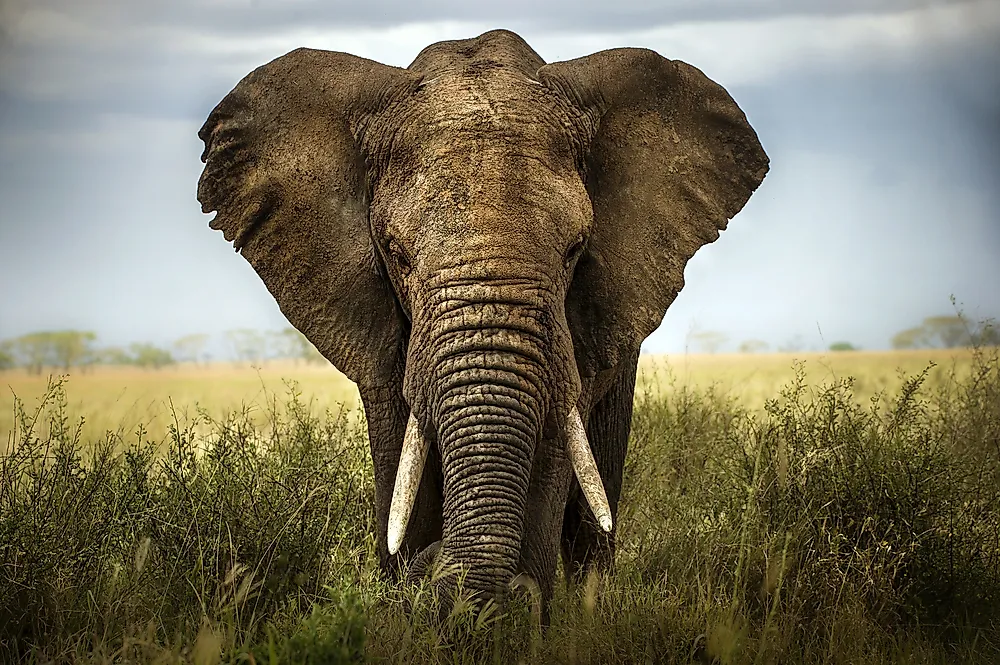 The Differences Between an Asian Elephant and an African Elephant