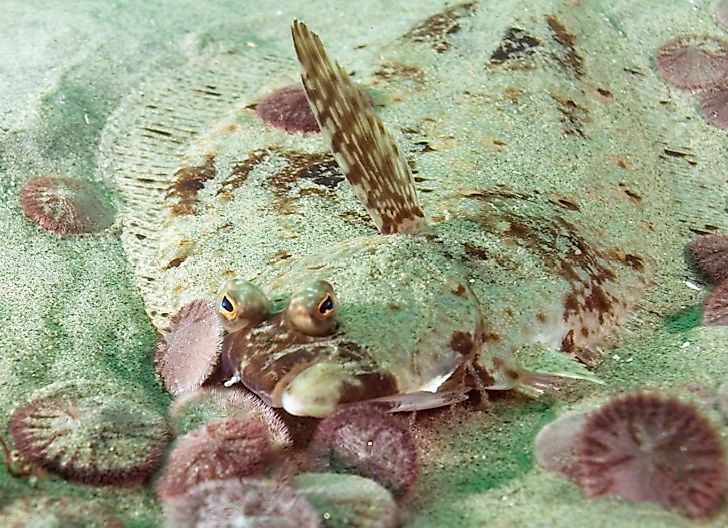 Native Fish Species Of Mexico
