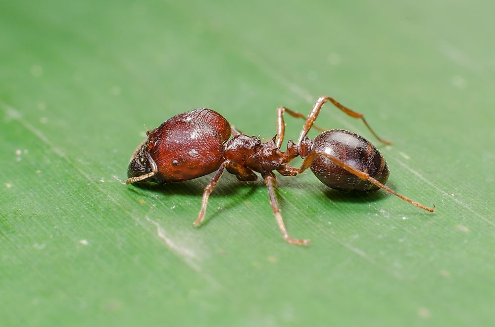 The Worst Invasive Insect Species