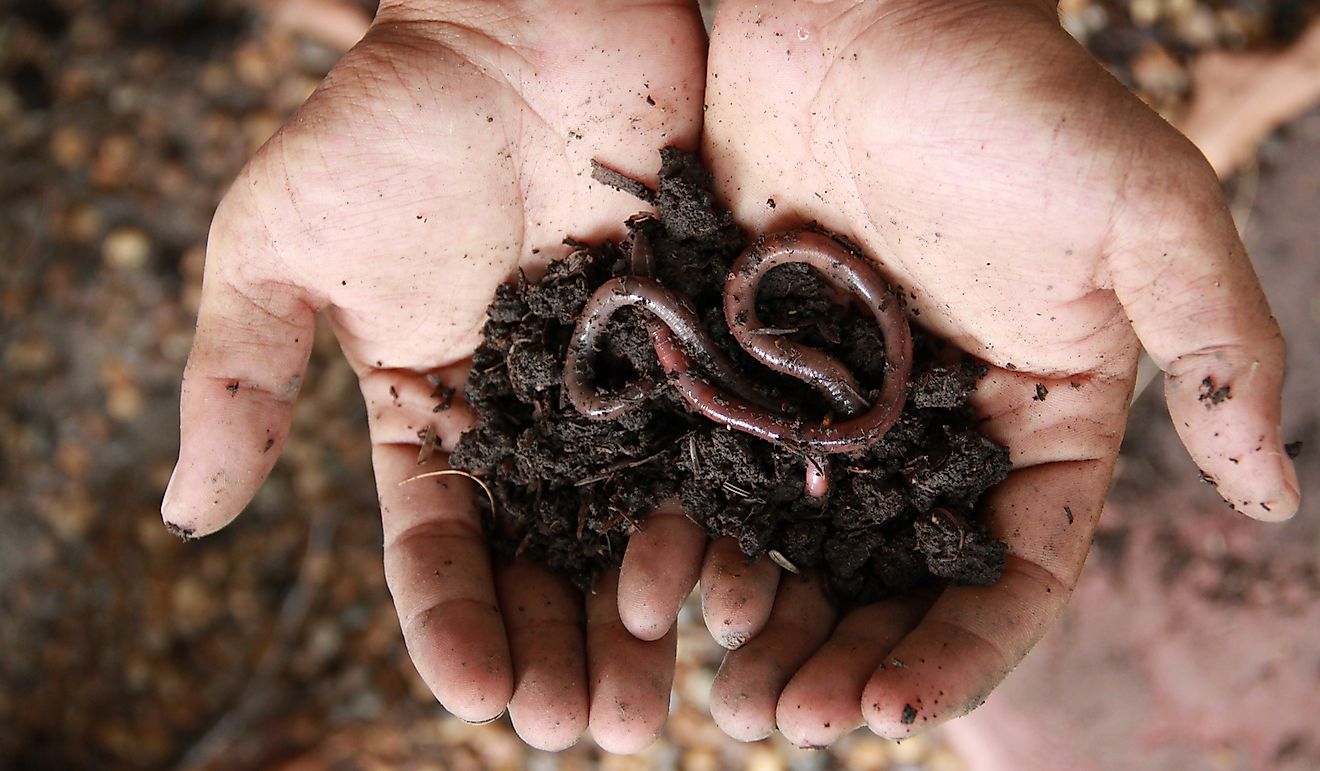 What Is The Ecological Role Of Earthworms?