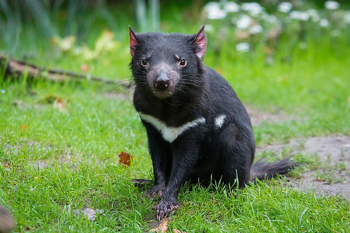 The Tasmanian Devil: The World's Largest Carnivorous Marsupial
