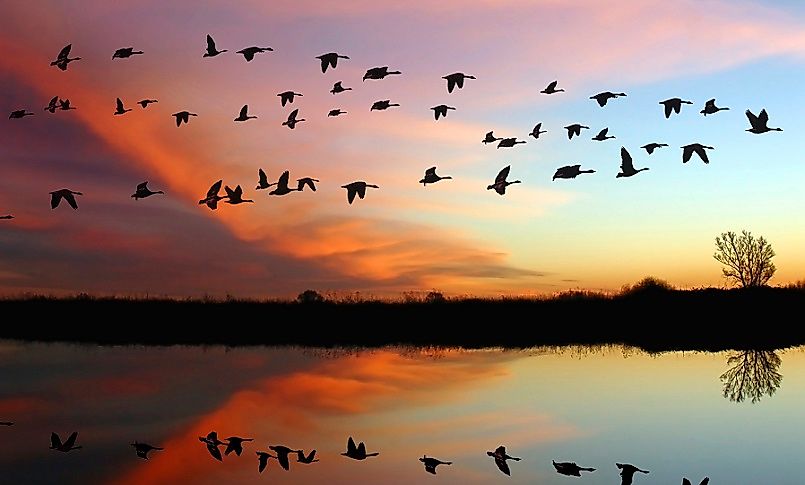 What Animals Live In North America?