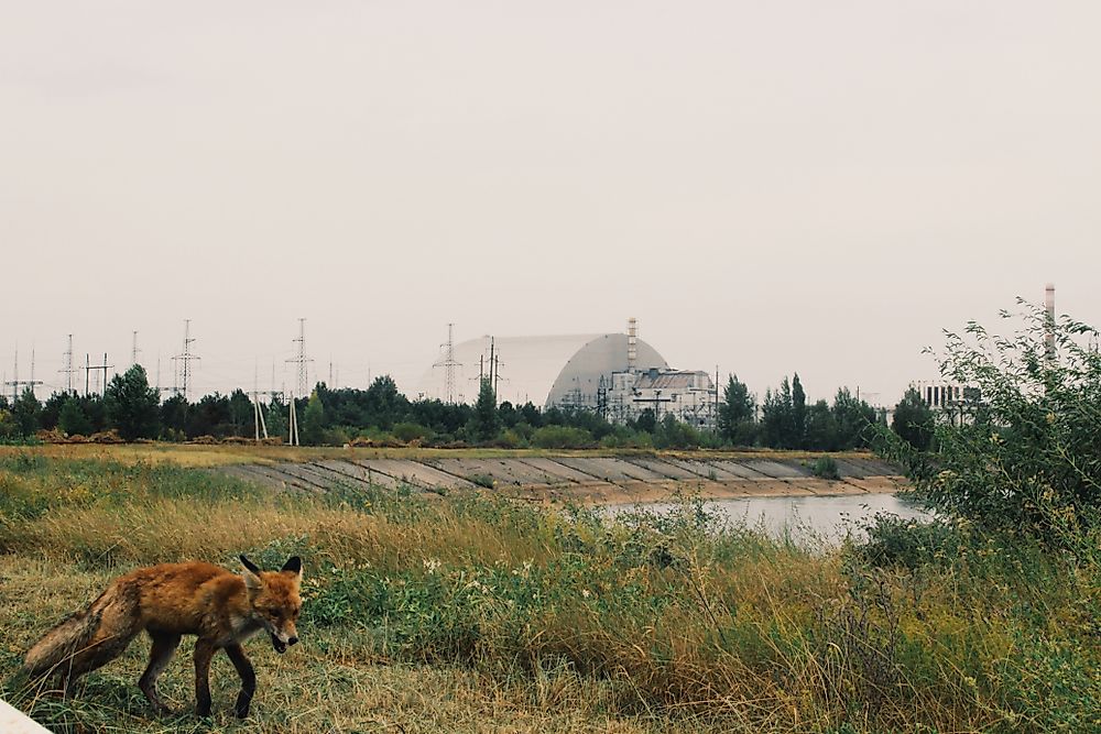 Did You Know The Chernobyl Exclusion Zone Is Now Teeming With Wildlife?