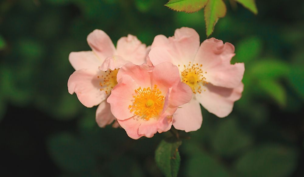 What Is The State Flower Of Iowa?