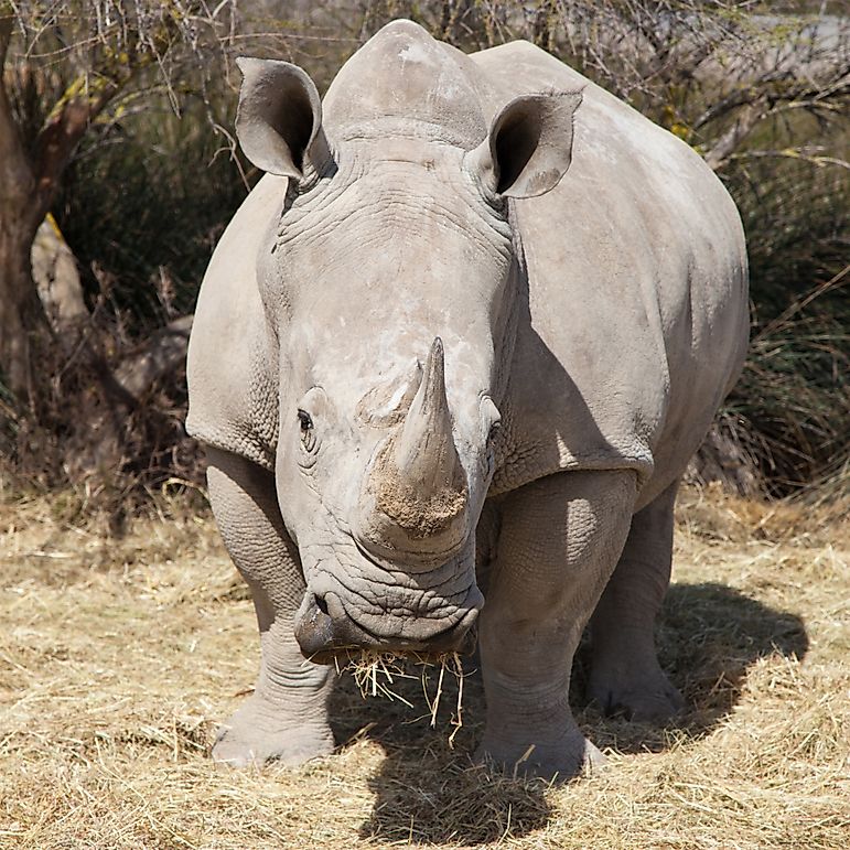 White Rhinoceros Facts: Animals of Africa
