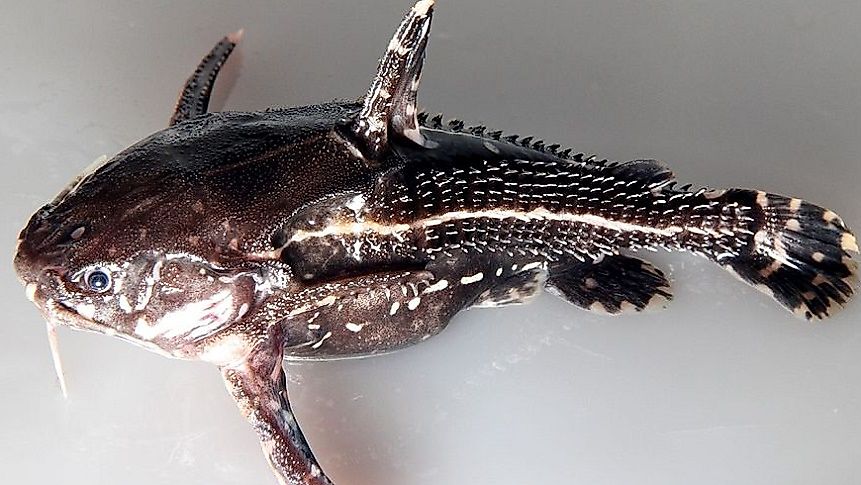 Native Fish Of Colombia