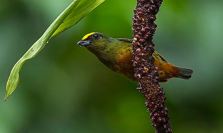 Native Birds Of Guatemala