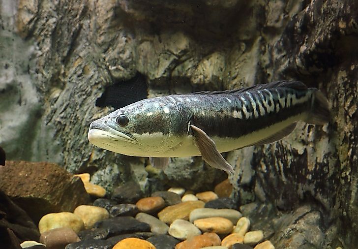 Native Fish Of Indonesia's Waters
