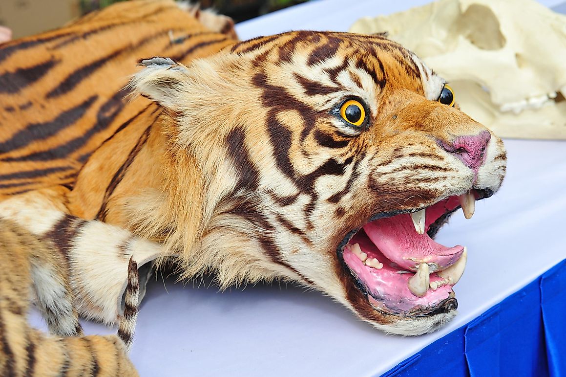 10 Horrible Reasons Why Animals Are Poached