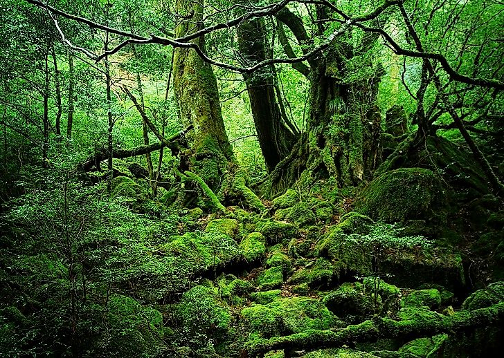 Yakushima Island: A Biological Gem Of The East China Sea