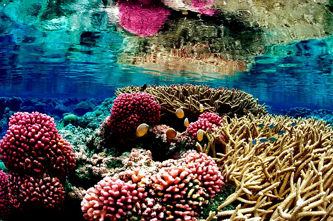 Coral Reefs - Location, Formation, and Significance