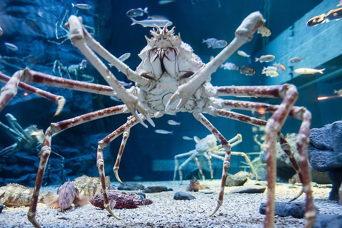Is The Japanese Spider Crab Dangerous?