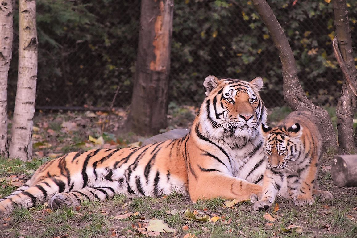 List Of Exotic Animals Banned In The US