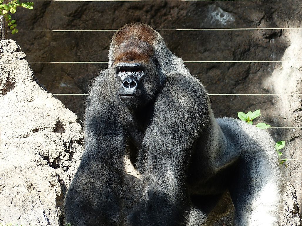 Is The Mountain Gorilla Population Actually Growing?