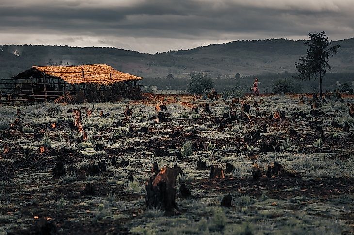 What Is Slash And Burn Agriculture?