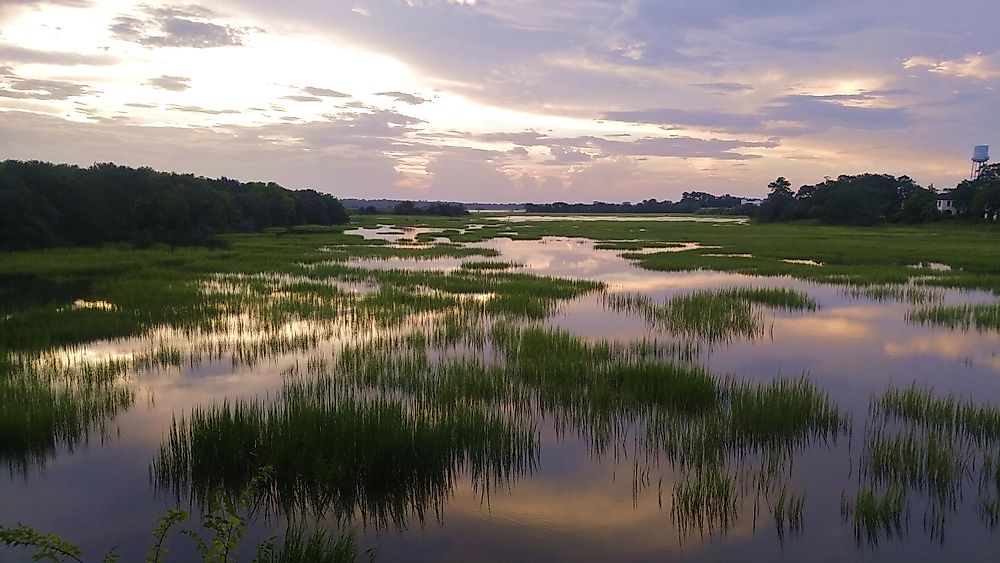 The World's Most Threatened Amphibians