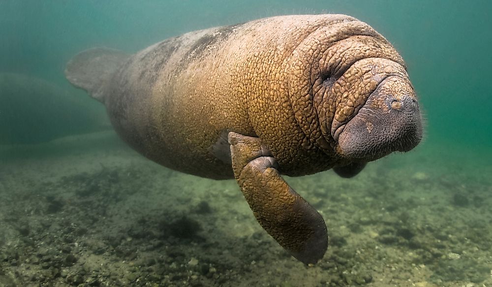 How Many Types Of Manatees Are There?