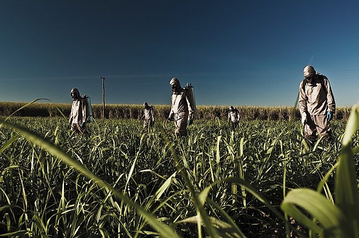 Top Sugarcane Producing Countries