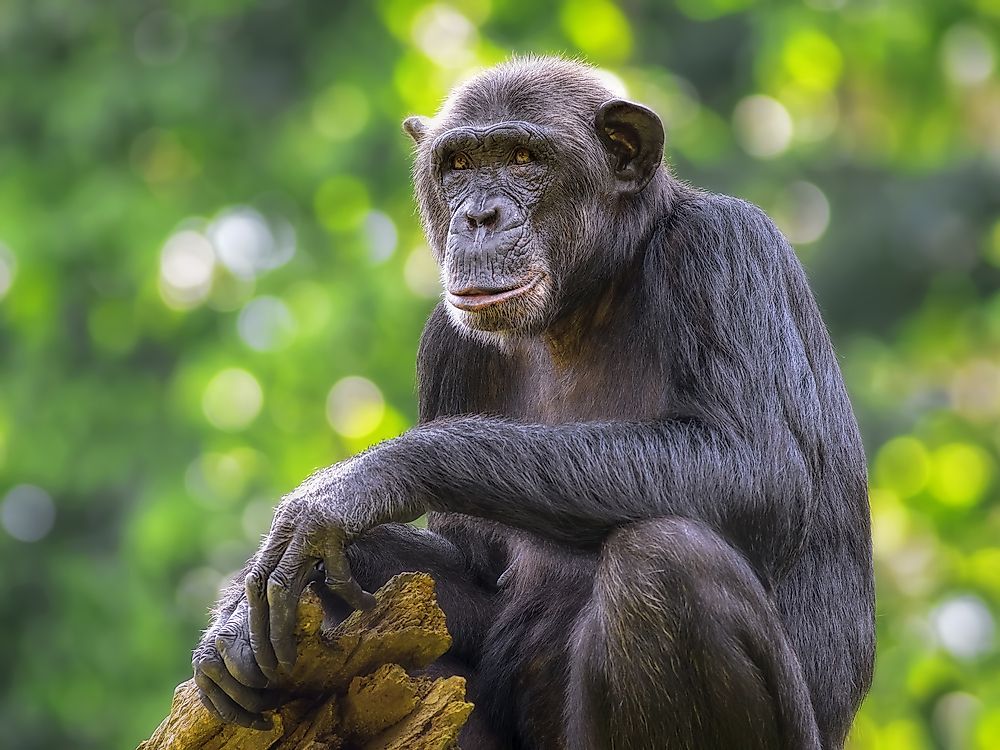 Angola's Endangered Mammals