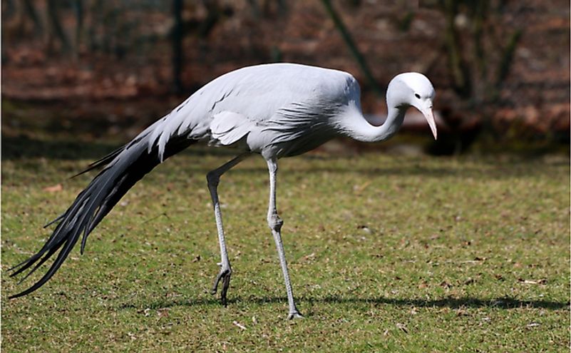 Blue Crane, The National Bird Of South Africa
