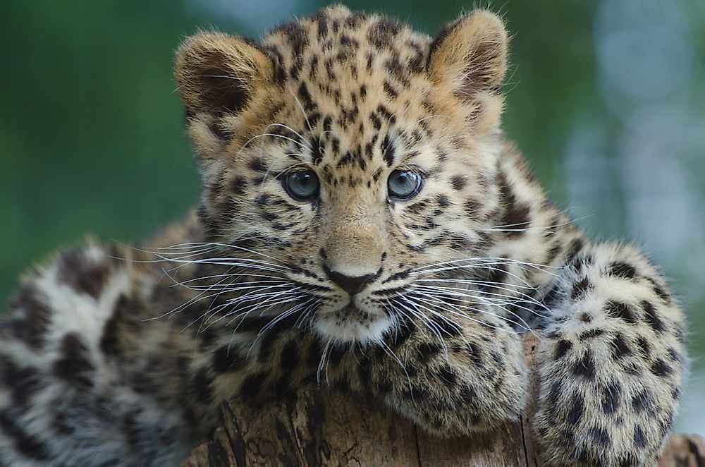10 of the World's Most Endangered Animal Species