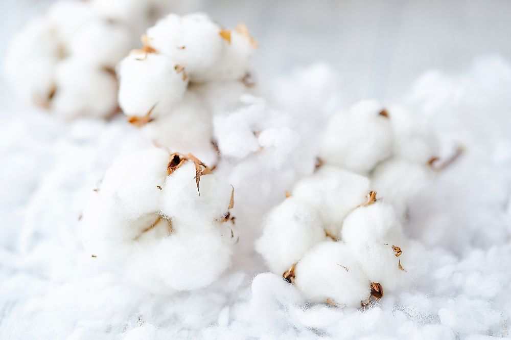 The Leading Cotton Exporting Countries In The World