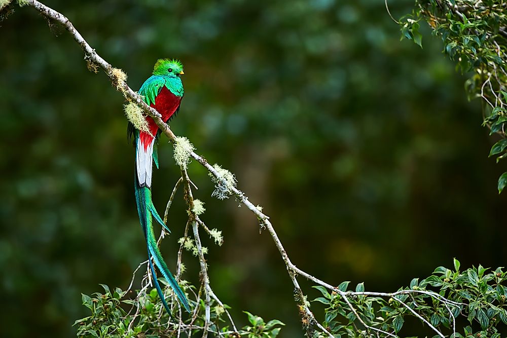 What is the National Bird of Guatemala?