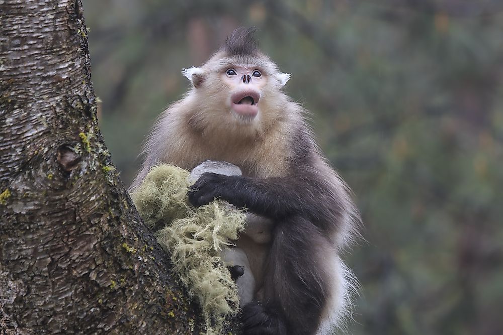 Tonkin Snub-Nosed Monkey - Animals of the World