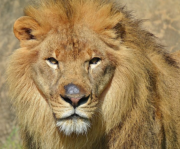 Species In Danger From Hunting In Modern Africa